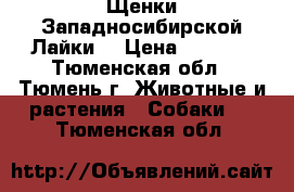 Щенки Западносибирской Лайки  › Цена ­ 5 000 - Тюменская обл., Тюмень г. Животные и растения » Собаки   . Тюменская обл.